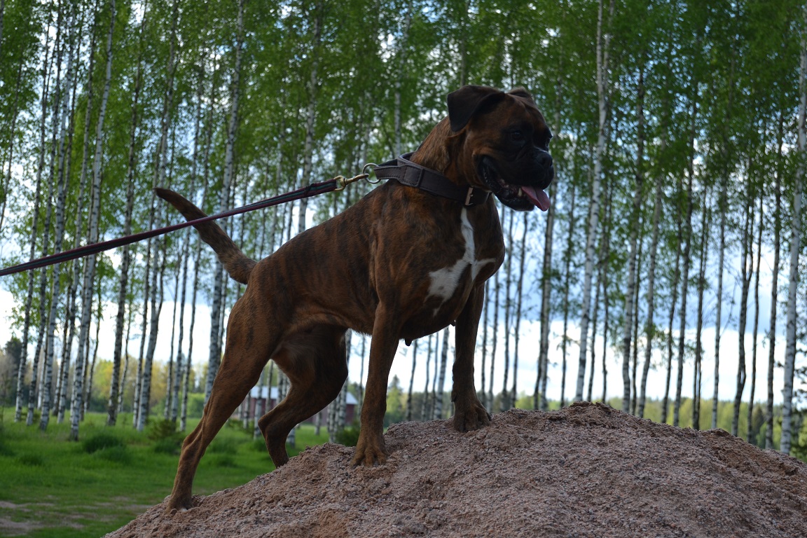 tonttu