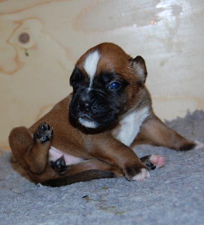 pentu