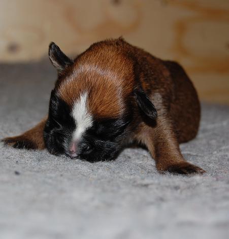 pentu