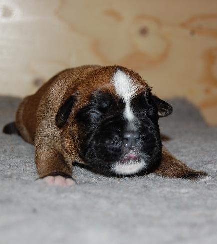 pentu